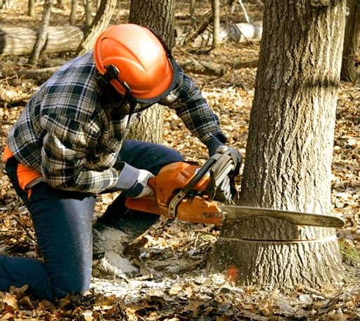 Tree Removal in Happy Jack, AZ